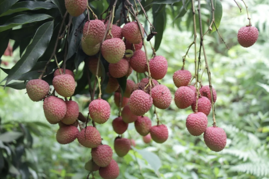 冰泉制冷，作為制冷領(lǐng)域的先行者