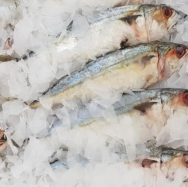 5噸片冰機(jī)具備以下特點(diǎn)和用途